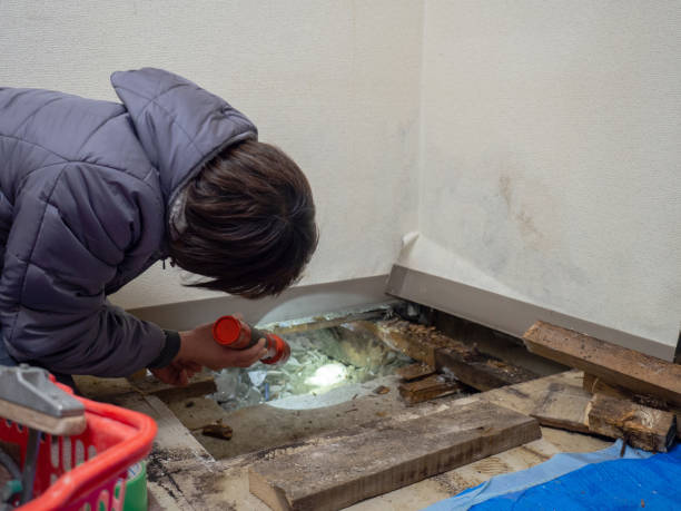  Cridersville, OH Mold Removal Pros