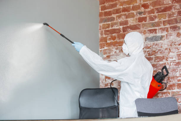 Reliable Cridersville, OH Mold Removal Solutions