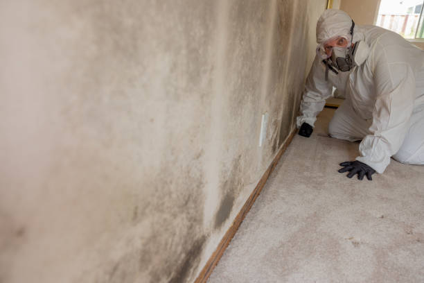 Best Post-Construction Mold Inspection  in Cridersville, OH